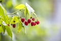 Close-up of isolated lit by summer sun growing branch of beautiful ripe red juicy raspberries with fresh green leaves on bright l Royalty Free Stock Photo