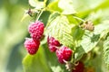 Close-up of isolated lit by summer sun growing branch of beautiful ripe red juicy raspberries with fresh green leaves on bright l Royalty Free Stock Photo