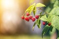 Close-up of isolated lit by summer sun growing branch of beautiful ripe red juicy raspberries with fresh green leaves on bright Royalty Free Stock Photo