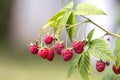 Close-up of isolated lit by summer sun growing branch of beautiful ripe red juicy raspberries with fresh green leaves on bright Royalty Free Stock Photo