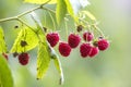 Close-up of isolated lit by summer sun growing branch of beautiful ripe red juicy raspberries with fresh green leaves on bright Royalty Free Stock Photo