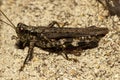 Close up isolated macro image of a grizzly locust Melanoplus punctulatus on a rock Royalty Free Stock Photo