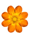 Close-up of isolated orange dahlia coccinea flower. Royalty Free Stock Photo