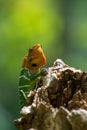 Orange and green lizard on a tree. Ella, Sri Lanka. beautiful green bokeh with light in the background Royalty Free Stock Photo