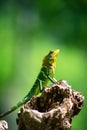 Isolated orange and green lizard on a tree stump. Ella, Sri Lanka Royalty Free Stock Photo