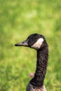 A close up isolated photograph of a wild Canadian goose head beak and neck as it looks at the camera with bright sunny green grass