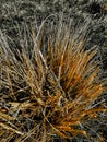 close-up on a isolated pinecone hidden in grass Royalty Free Stock Photo