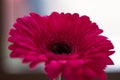 Close-up isolated pink gerbera daisy Royalty Free Stock Photo