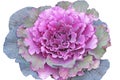 Isolated purple cabbage brassica oleracea,vegetable leaves