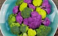 Close up of isolated purple, green, yellow colored raw cauliflowers and broccoli on blue china plate to make children hungry for Royalty Free Stock Photo