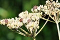 Close up of isolated red and black striped minstrel shield bugs Graphosoma lineatum on a faded white flower in autumn