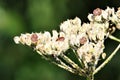 Close up of isolated red and black striped minstrel shield bugs Graphosoma lineatum on a faded white flower in autumn