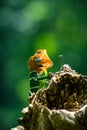 Orange and green lizard on a tree. Ella, Sri Lanka. beautiful green bokeh with light in the background Royalty Free Stock Photo