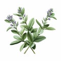 Isolated natural sage plant illustration using watercolor Royalty Free Stock Photo