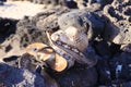 Close up of  sandals with straw sun hat on rock beach - El Cotillo, Fuerteventura Royalty Free Stock Photo