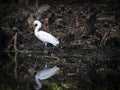 Snowy Egret Strolling Past Cypress Knees Royalty Free Stock Photo