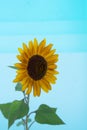 Close-up of an isolated sunflower on blue background Royalty Free Stock Photo