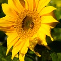 Single sunflower in full bloom with a bee Royalty Free Stock Photo