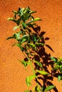 Close up of isolated twig of citrus tree with green leaves in bright sunshine throwing shadows on orange colored stone wall - Royalty Free Stock Photo