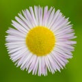 Close-up isolated white blossom of daisy flower bellis perennis Royalty Free Stock Photo