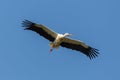 Close-up isolated white stork ciconia ciconia in flight Royalty Free Stock Photo