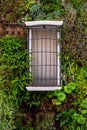 Close up of isolated white window, surrounded by green plants. Royalty Free Stock Photo