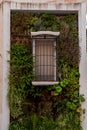 Close up of isolated white window, surrounded by green plants. Royalty Free Stock Photo