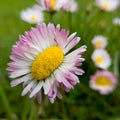 Close up isolated of wild flower with yellow pollen and white red petals against green grass in garden during day. Macro of common