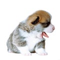 Close up isolated yawning Pembroke welsh corgi puppy dog with open mouth and tongue sticking out, sitting on white view Royalty Free Stock Photo