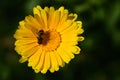 Close-up of an isolated yellow flower on which a hover-fly is sitting and resting in nature