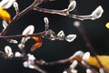 Close up of isolated yellow luminous leave with fluffy white catkins on bare branches of magnolia tree in autumn sun against