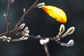 Close up of isolated yellow luminous leave with fluffy white catkins on bare branches of magnolia tree in autumn sun