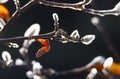 Close up of isolated yellow luminous leave with fluffy white catkins on bare branches of magnolia tree in autumn sun