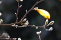 Close up of isolated yellow luminous leave with fluffy white catkins on bare branches of magnolia tree in autumn sun