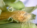 Delicious, sweet corn cob with green leaves Royalty Free Stock Photo