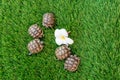 Top view of five young hermann turtle on a synthetic grass with frangipani flower