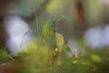 Close-up of isolated young tender tree or grass sprout lit by sun with spider web on green leaves on bright sunny abstract bokeh Royalty Free Stock Photo