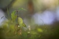 Close-up of isolated young tender tree or grass sprout lit by sun with spider web on green leaves on bright sunny abstract bokeh Royalty Free Stock Photo