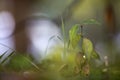 Close-up of isolated young tender tree or grass sprout lit by sun with spider web on green leaves on bright sunny abstract bokeh g Royalty Free Stock Photo