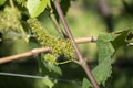 Close-up of baby grapes