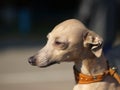 Close up of an Italian Greyhound, Piccolo Levriero Italiano