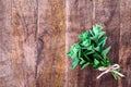 Close up Italian herb. A bunch of fresh oregano on wooden background. Wooden background design for food copy space. Royalty Free Stock Photo