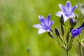 Close up of Ithuriel's spear (Triteleia laxa) blooming on the hills of south San Francisco bay area, Santa Clara county,