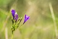 Close up of Ithuriel's spear (Triteleia laxa) blooming on the hills of south San Francisco bay area, Santa Clara county,