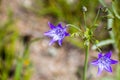 Close up of Ithuriel's spear (Triteleia laxa) blooming on the hills of south San Francisco bay area, Santa Clara county,