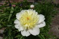 Close up of ivory flower of Paeonia officinalis