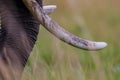 Close up of ivory tusks of African elephant Royalty Free Stock Photo