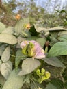 Ivy flower in nature garden