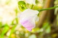 Ivy flower in nature garden