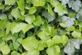 A close up of green Ivy leaves on a wall in North Yorkshire UK